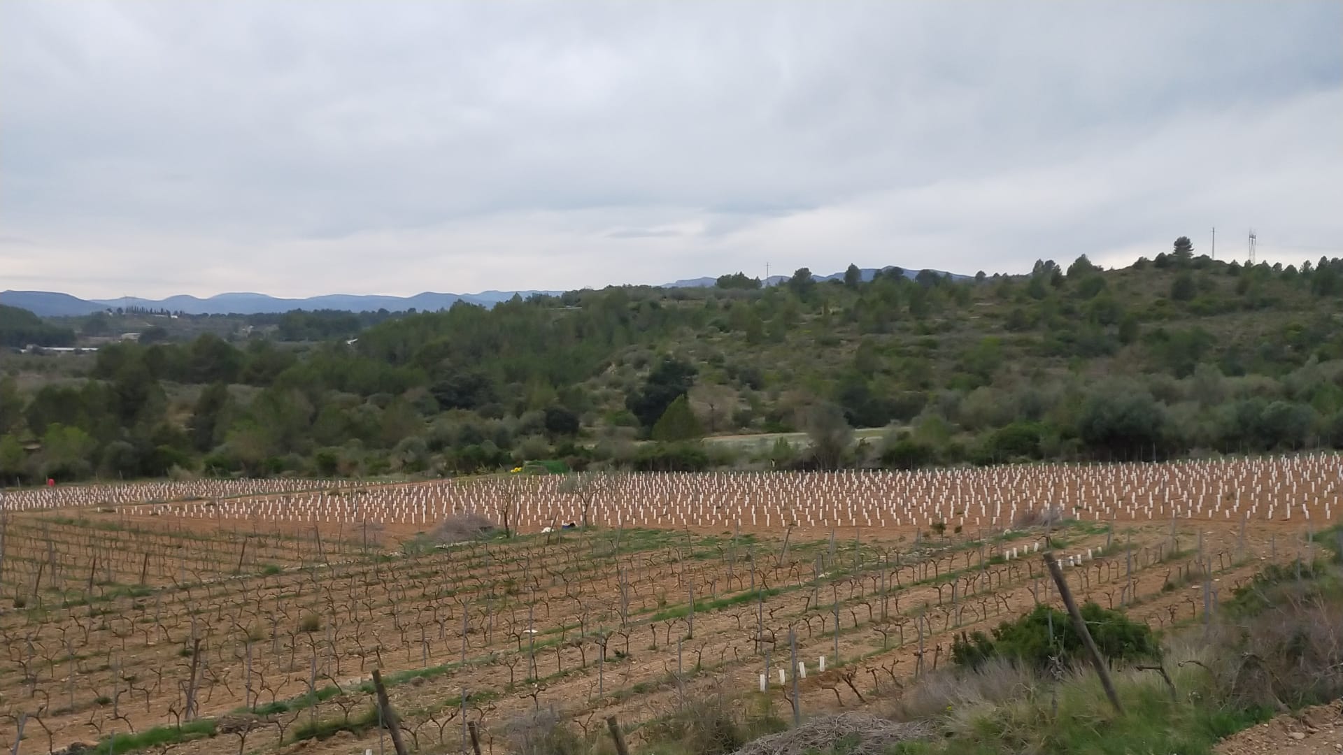 Hemos ampliado los viñedos de Les Llomes de Sant Mateu